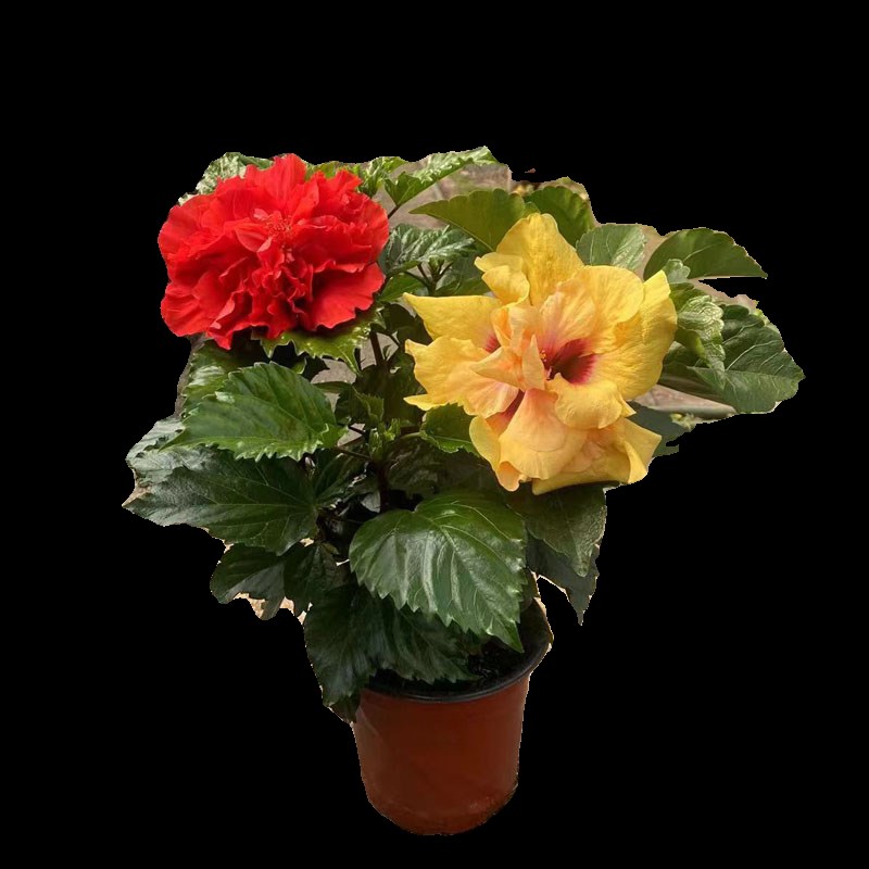 两色丹麦木槿花苗重瓣朱槿四季开花盆栽室内阳台花卉好养