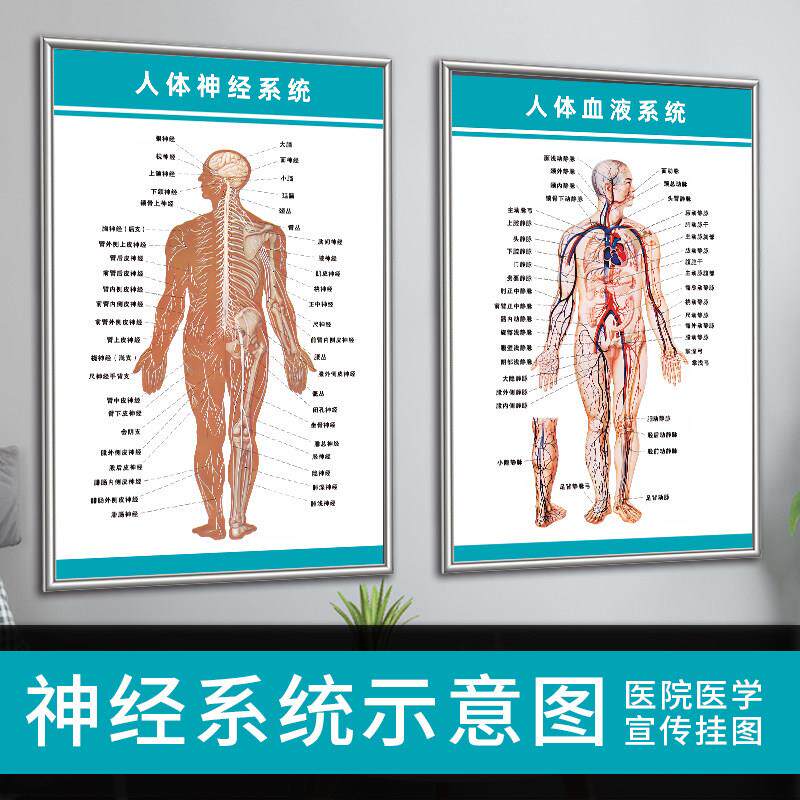 神经系统示意图挂图人体结构器官解剖图医院医学宣传画布置海报画