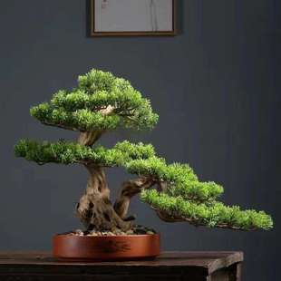 室内客厅松树迎客松盆景真树镇松树造景小松树盆栽花盆盆栽真松树