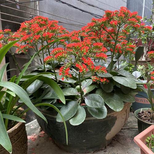 凤尾长寿花苗老品种大红单瓣花卉盆栽客厅阳台庭院易养懒人绿植
