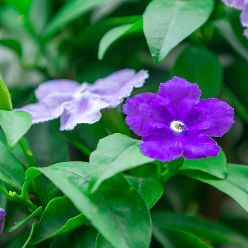 双色茉莉盆栽 双色花苗 鸳鸯茉莉花 阳台室内外盆栽 芳香花卉包邮