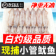 小管鱿鱼白灼鱿鱼新鲜大笔管鱼小乌贼海鲜水产鲜活生鲜冷冻大鱿鱼