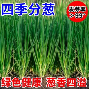 四季小香葱籽小香葱种子阳台室内盆栽葱种子耐寒蔬菜种子家庭菜种