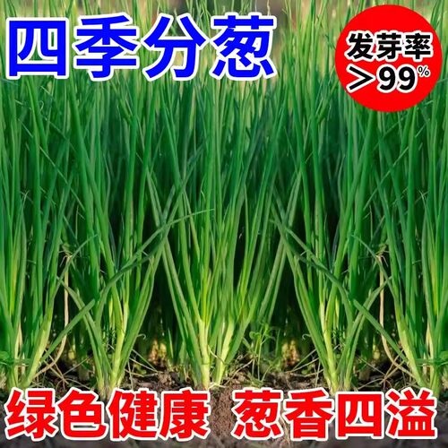 四季小香葱籽小香葱种子阳台室内盆栽葱种子耐寒蔬菜种子家庭菜种
