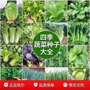 四季蔬菜种子大全白菜萝卜黄瓜辣椒种子青菜香菜白菜生菜番茄小葱