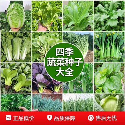 四季蔬菜种子大全多品种可选