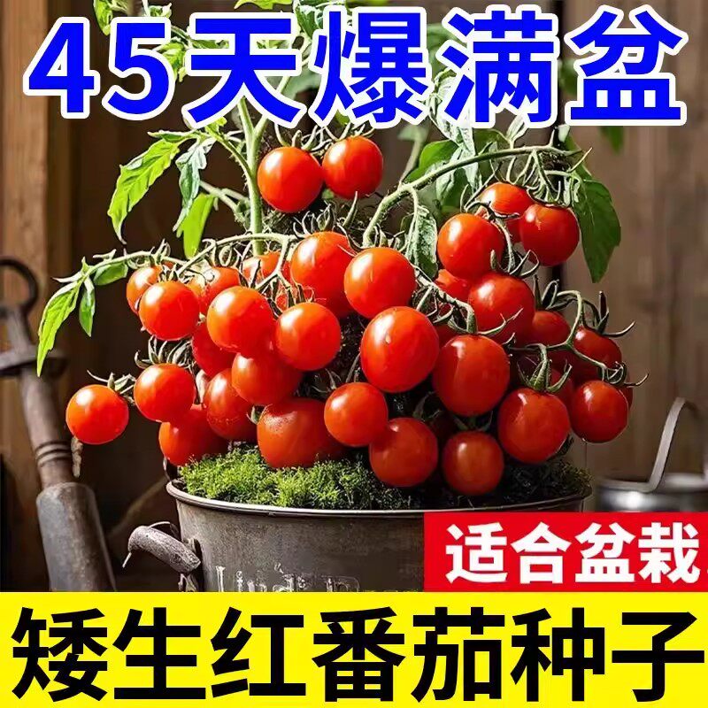 矮生小番茄种子盆栽秋冬季西红柿圣女果种籽菜籽蔬菜种子水果番茄