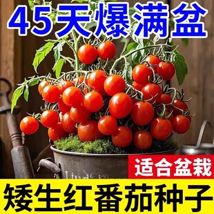矮生小番茄种子盆栽秋冬季西红柿圣女果种籽菜籽蔬菜种子水果番茄
