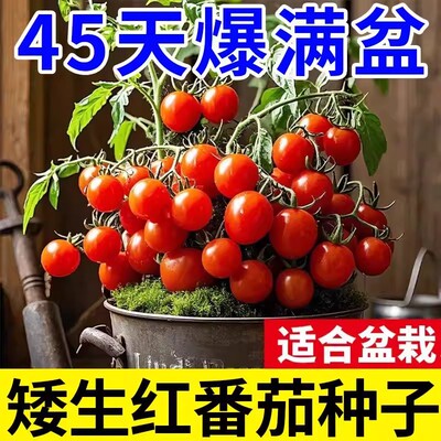 矮生西红柿圣女果种子