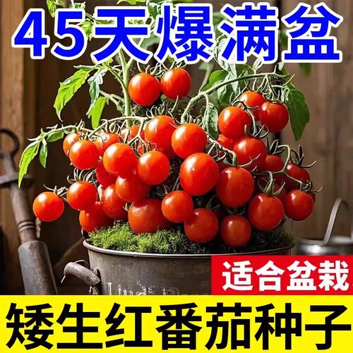 矮生西红柿圣女果种子