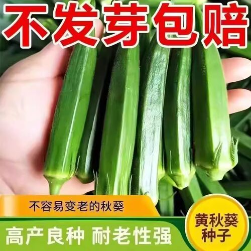 秋葵种子四季播高产阳台庭院