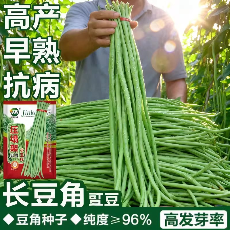 小叶长豆角种子压塌架小五叶特长豇豆种籽庭院田园爬藤一点红蔬菜图片