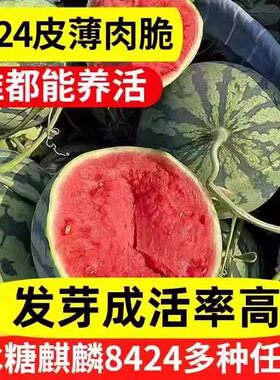 麒麟西瓜8424早熟薄皮超甜种子