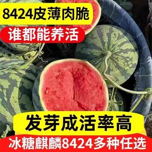 麒麟西瓜8424早熟薄皮超甜冰糖麒麟瓜新鲜水果少籽易活西瓜高产