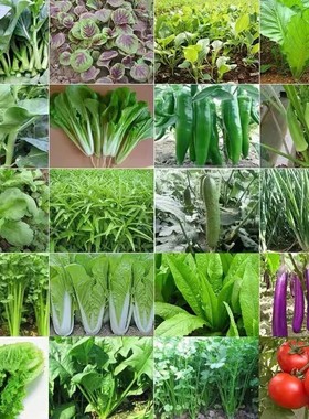 蔬菜种子菜种籽原装四季播原装彩包育种香菜小葱白菜菠菜大全