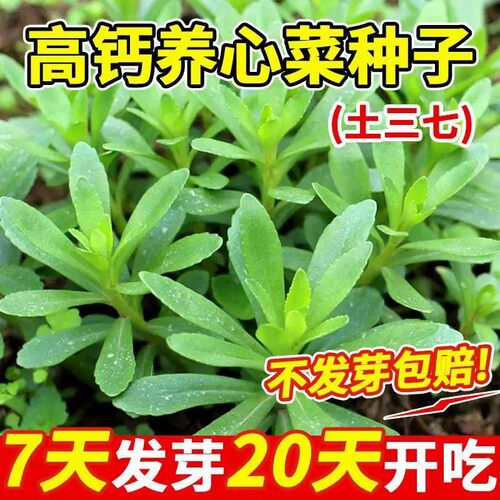 高钙养心菜种子四季阳台盆栽
