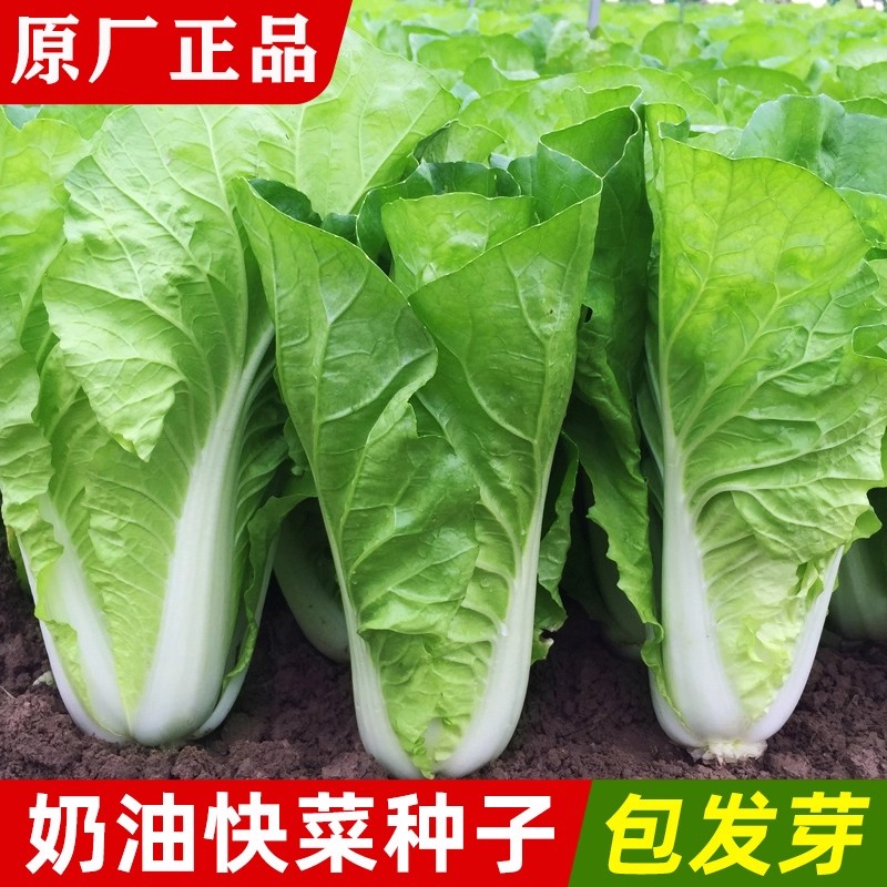 奶油速生快菜种子可吃厂家封装