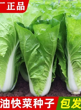 奶油速生快菜种子20天可吃早熟耐热小白菜种籽孑菜园盆栽四季播种