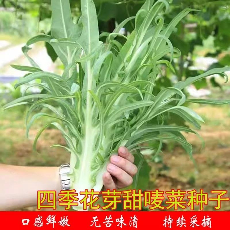 【花芽甜麦菜种子】四季播种香油麦春无苦味味清农家苦麻菜秧苗菜