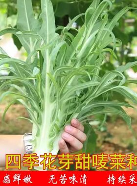 【花芽甜麦菜种子】四季播种香油麦春无苦味味清农家苦88vip专属