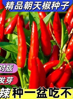 正宗朝天椒四季小米椒辣椒种籽超辣盆栽阳台春高产蔬菜种子孑大全