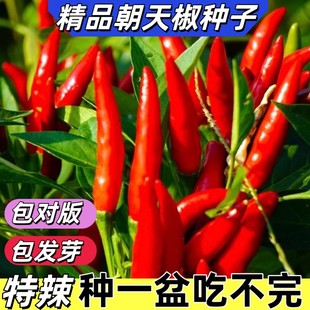 正宗朝天椒四季小米椒辣椒种籽超辣盆栽阳台春高产蔬菜种子孑大全