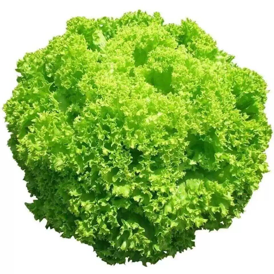 大速生菜种子高产四季播种生菜耐寒易种植可盆栽水培生吃蔬菜种子