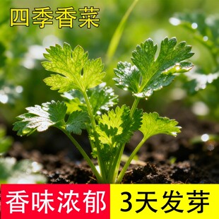 四季香菜种子阳台室内盆栽庭院芫荽蔬菜种子四季种植香菜籽种子苗