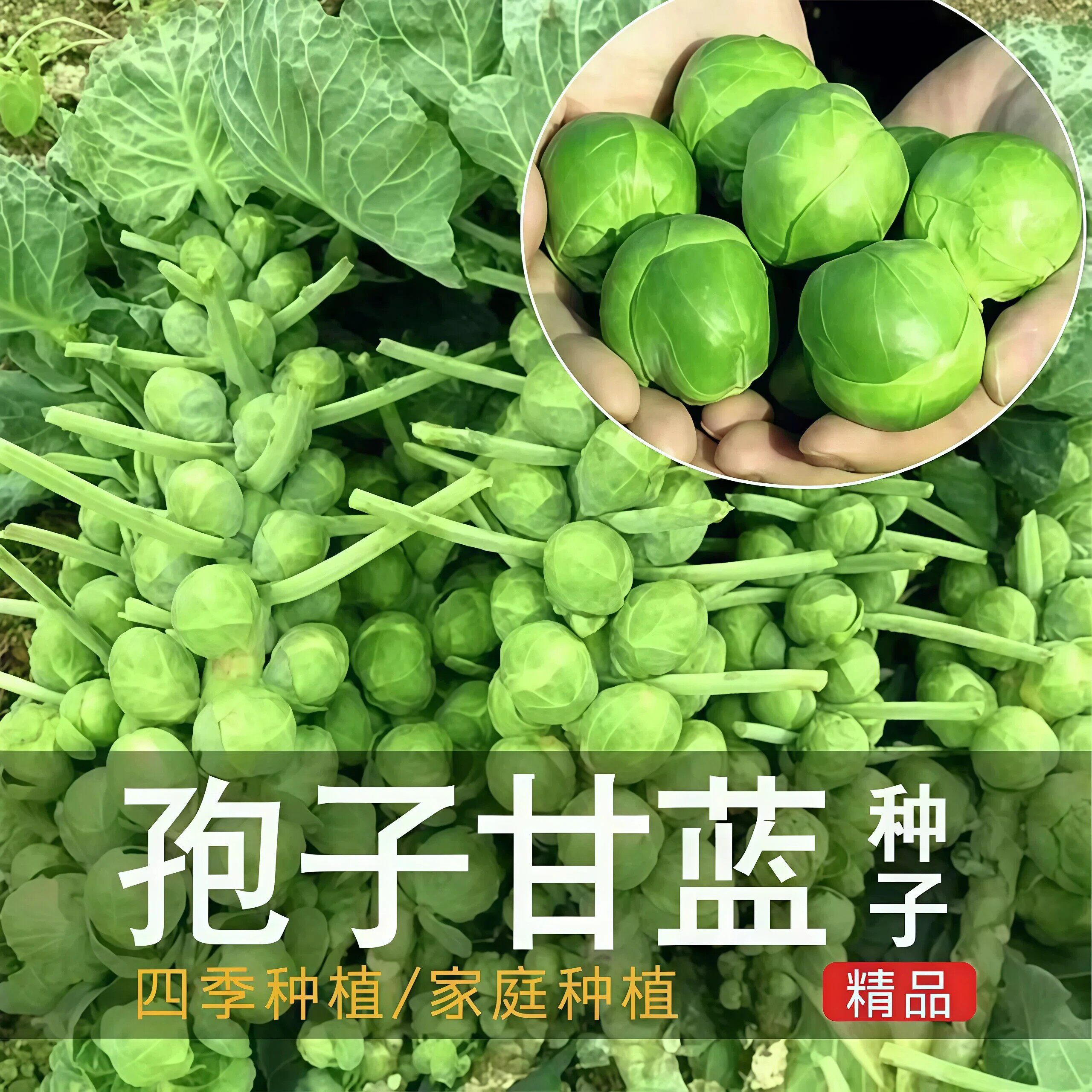 子甘蓝种子抱子甘蓝春秋季小型芽球包心菜阳台庭院四季播种籽孓