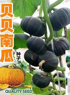 贝贝南瓜板栗南瓜种种子