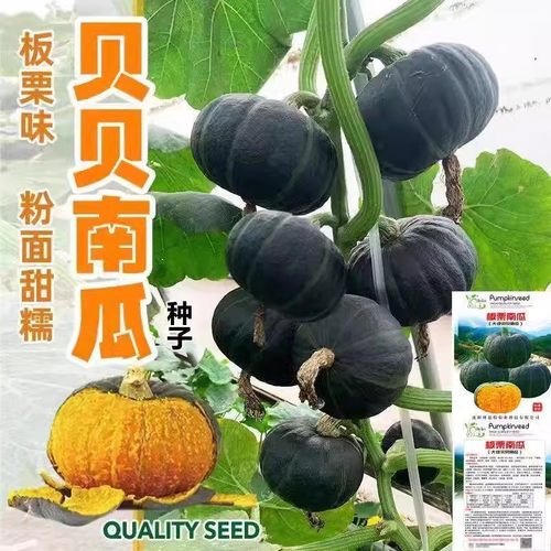 贝贝南瓜板栗南瓜种种子
