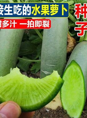 青甜水果萝卜种子四季阳台盆栽