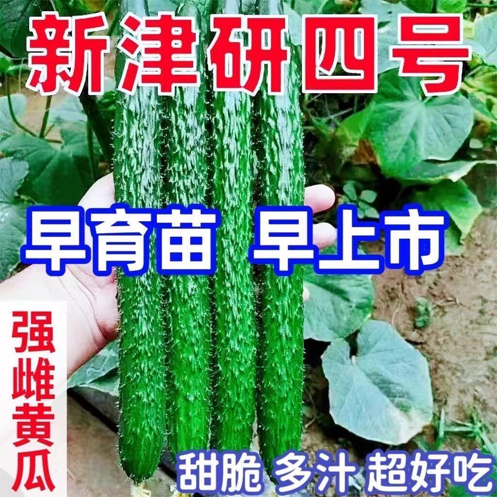 津研4号黄瓜种子新品种绿皮绿心黄瓜种春季庭院阳台盆栽蔬菜种子图片