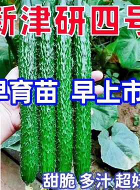 津研4号黄瓜种子绿皮绿心盆栽