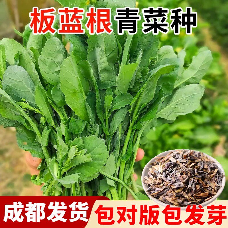 板蓝根青菜苔种子甜脆菜苔籽种农家菜园板蓝根小青菜四季蔬菜种孑