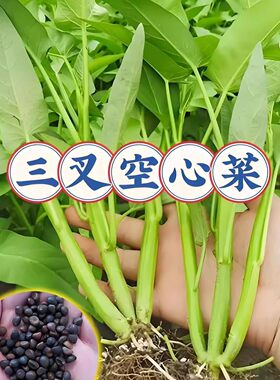 【割完又长】三叉空心菜耐热青菜新鲜当季蔬菜通心菜蕹菜多次采收