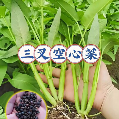 割完又长三叉空心菜种子耐热新鲜