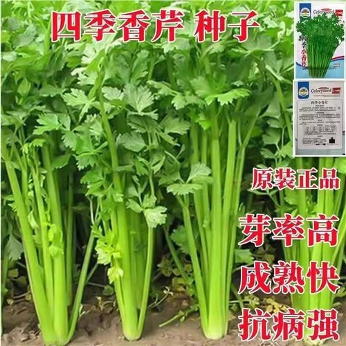 四季小香芹种子脆嫩清香庭院