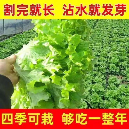 意大利奶油生菜种子四季耐抽薹