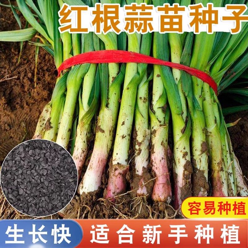 蒜苗种籽蒜种红根宽叶菜种籽香蒜种子四季大全蔬菜种子紫皮大蒜头