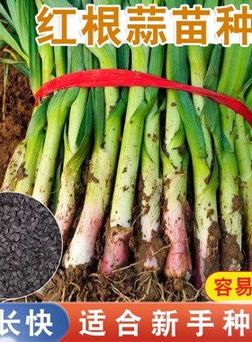 蒜苗种籽蒜种红根宽叶菜种籽香蒜种子四季大全蔬菜种子紫皮大蒜头
