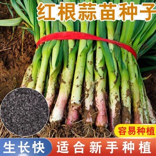 蒜苗种籽蒜种红根宽叶菜种籽香蒜种子四季大全蔬菜种子紫皮大蒜头
