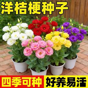 洋桔梗花种子四季易活盆栽