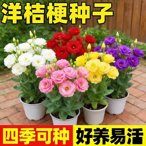 洋桔梗花种子四季易活盆栽