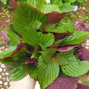 可食紫苏种子用双面红紫苏大叶紫苏种子四季耐热阳台盆栽蔬菜种子