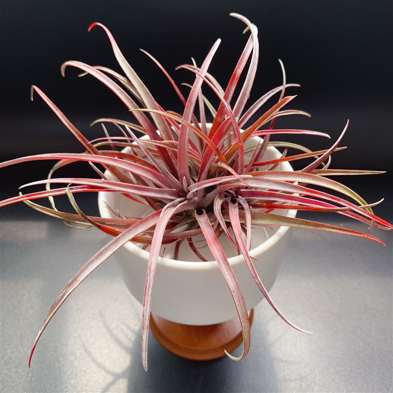 多明戈--常年易发色空气凤梨无土懒人植物办公室新奇绿植家居装饰