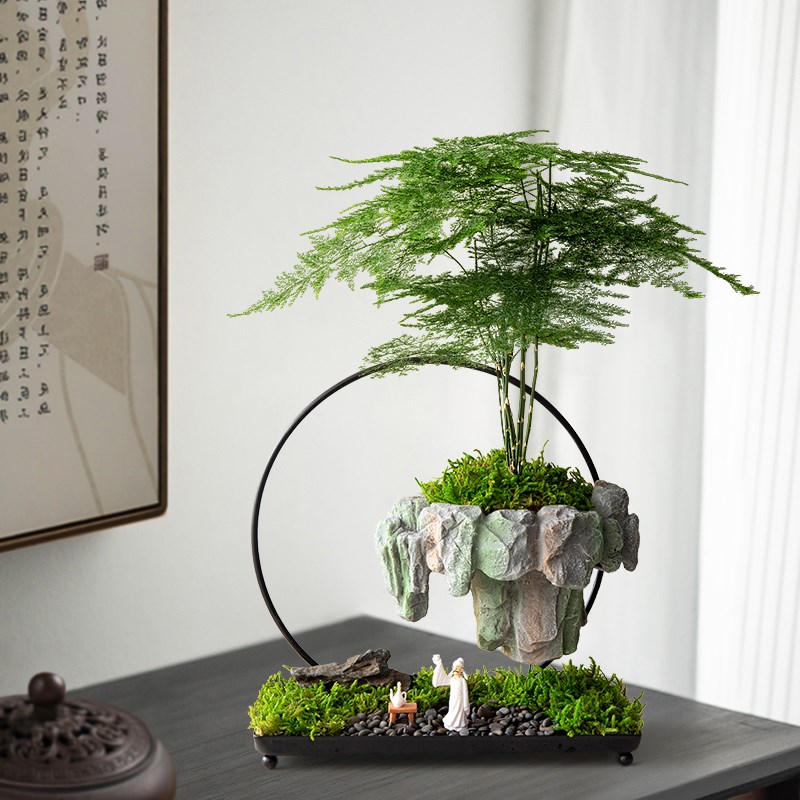 文竹盆栽发财树室内玄关绿植旺宅植物摆件办公桌面悬浮微景观盆景