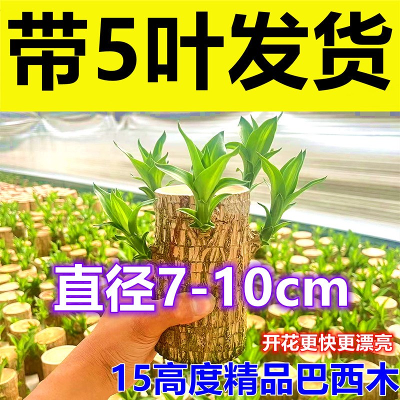 【早开花】水培巴西木超大号带芽发货多芽幸运木老桩室内办公好养