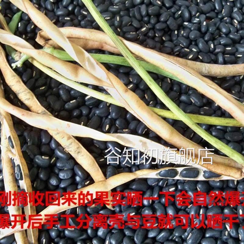 农家当季肾形黑豆马山黑饭豆乌缸豆黑眉豆小黑豆一斤包邮可当种子