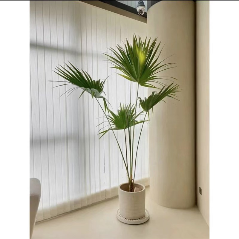 大叶蒲葵盆栽大型绿植室内庭院好养耐寒植物四季常青棕榈树除甲醛